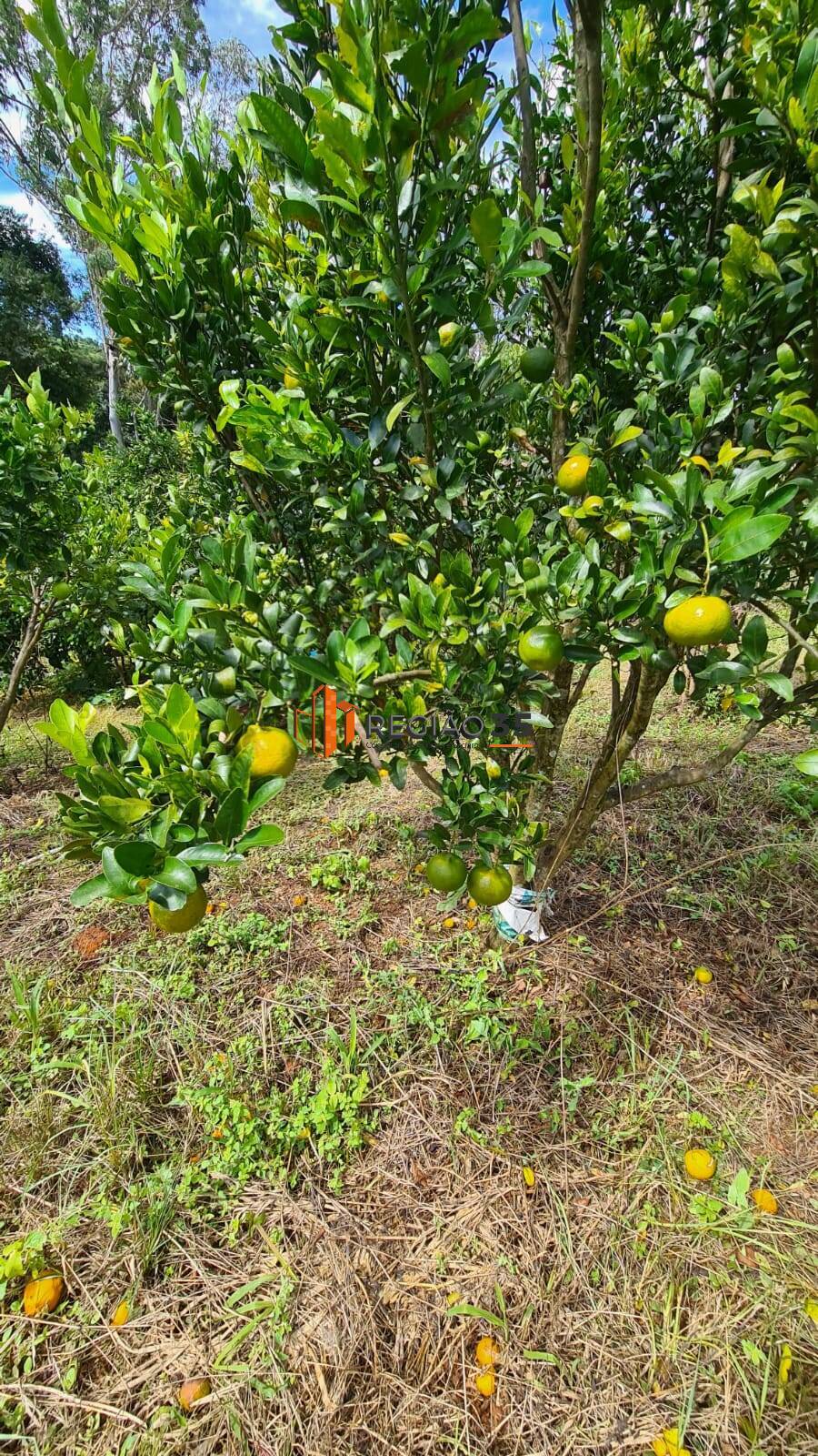 Fazenda à venda com 2 quartos, 82m² - Foto 31