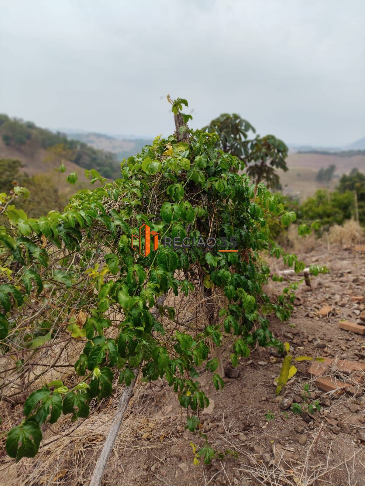 Fazenda à venda com 4 quartos, 146m² - Foto 26